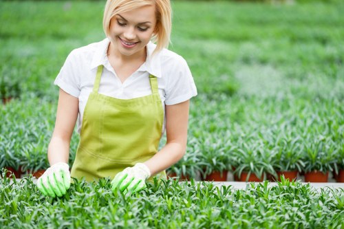 A young woman with blonde hair, wearing a white shirt, a lime green apron, and matching garden gloves, is tending to a lush green garden with densely planted herb or vegetable seedlings. She is smiling as she carefully handles the plants, which are arranged in neat rows. The garden features well-maintained soil beds bordered by red bricks, set in an outdoor environment with a backdrop of more greenery and trees. The scene suggests a well-organized gardening space, possibly part of a professional garden service in Brompton, with natural daylight illuminating the scene, indicative of good weather conditions. The image emphasizes garden maintenance, planting, and outdoor care activities typical of gardening services in the local area, showcasing attention to detail in garden layout and plant care.